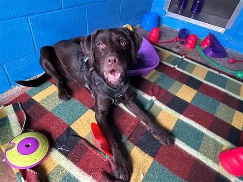 George, male Vizsla for adoption at Raystede Centre, Ringmer photo 2