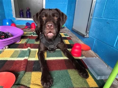 George, male Vizsla for adoption at Raystede Centre, Ringmer photo 3