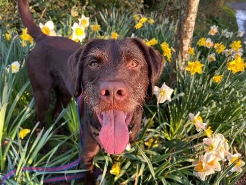George, male Vizsla for adoption at Raystede Centre, Ringmer photo 4