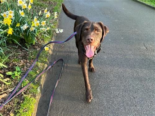 George, male Vizsla for adoption at Raystede Centre, Ringmer photo 5