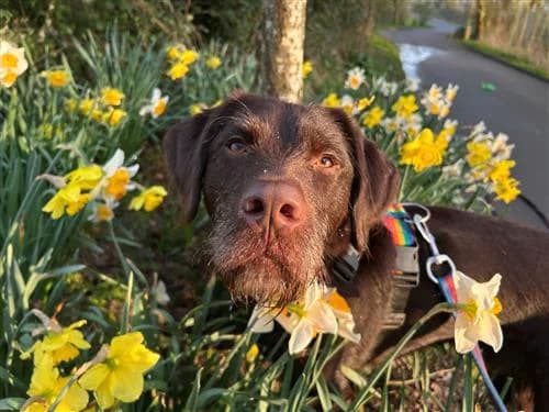 George, male Vizsla for adoption at Raystede Centre, Ringmer photo 6