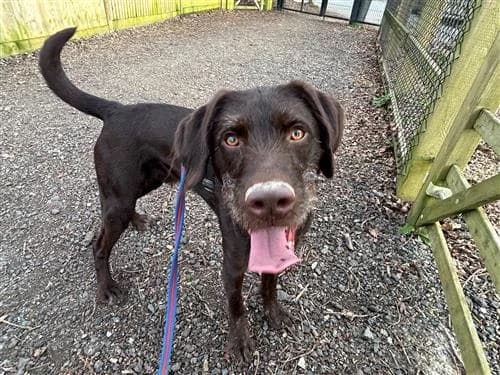 George, male Vizsla for adoption at Raystede Centre, Ringmer photo 7