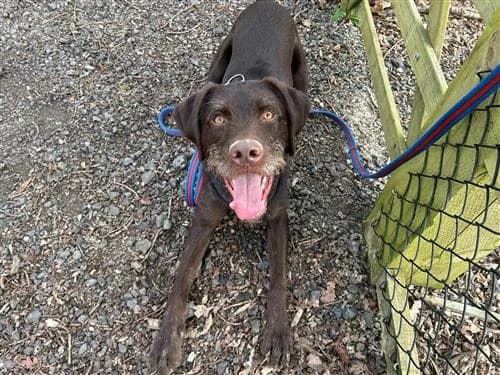 George, male Vizsla for adoption at Raystede Centre, Ringmer photo 8