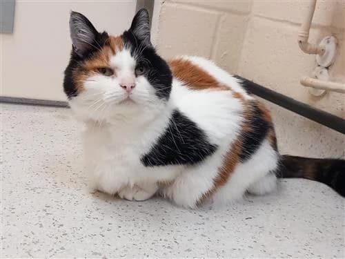 Wispa, female mixed breed for adoption at Ringmer