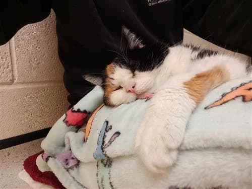 Wispa, tricolor female mixed breed for adoption at Raystede Centre, Ringmer — photo 2 of 3