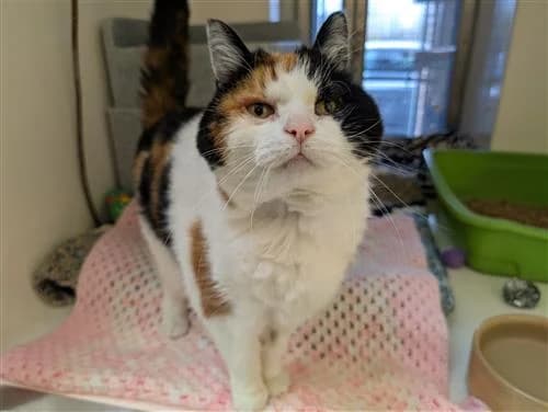 Wispa, tricolor female mixed breed for adoption at Raystede Centre, Ringmer — photo 3 of 3