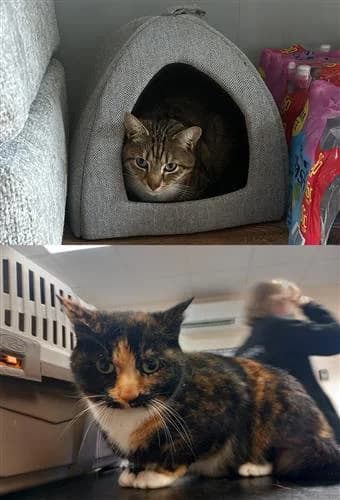 Ralph & Polly,  mixed breed for adoption at Ringmer