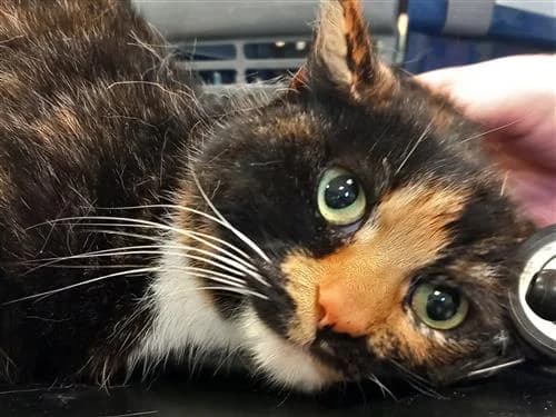 Ralph & Polly, black and orange tabby  mixed breed for adoption at Raystede Centre, Ringmer — photo 2 of 3
