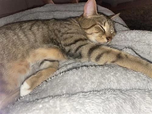Ralph & Polly, black and orange tabby  mixed breed for adoption at Raystede Centre, Ringmer — photo 3 of 3