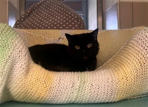 Bella, female mixed breed for adoption at Ringmer