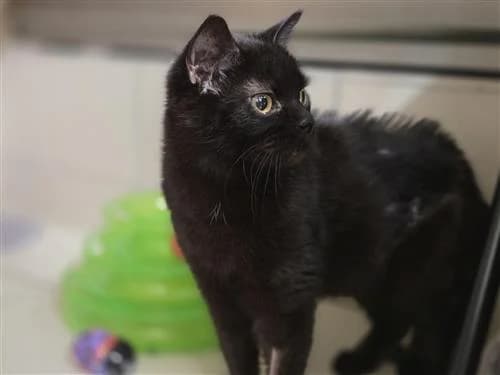 Bella, black female mixed breed for adoption at Raystede Centre, Ringmer — photo 2 of 3