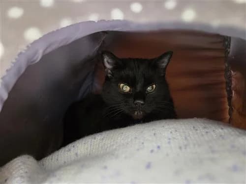 Bella, black female mixed breed for adoption at Raystede Centre, Ringmer — photo 3 of 3