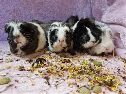 Micah, Rose, Dolly & Bluebell,  Abyssinian for adoption at Raystede Centre, Ringmer