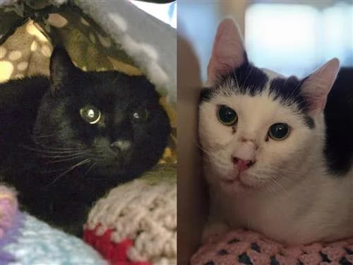 Blink & Angelo, male mixed breed for adoption at Ringmer
