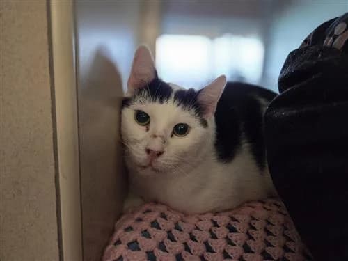 Blink & Angelo, black and white male mixed breed for adoption at Raystede Centre, Ringmer — photo 2 of 2