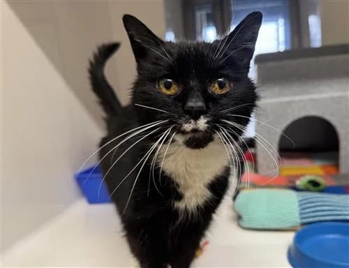 Princess, female mixed breed for adoption at Ringmer