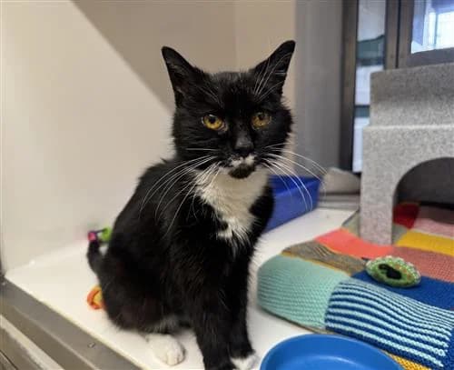 Princess, black female mixed breed for adoption at Raystede Centre, Ringmer — photo 2 of 2