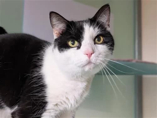 Sam, black and white male mixed breed for adoption at Raystede Centre, Ringmer — photo 2 of 3