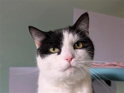 Sam, black and white male mixed breed for adoption at Raystede Centre, Ringmer — photo 3 of 3