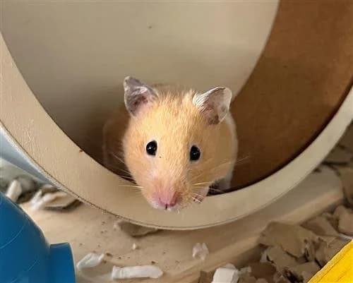 Sweet Potato, female mixed breed for adoption at Raystede Centre, Ringmer