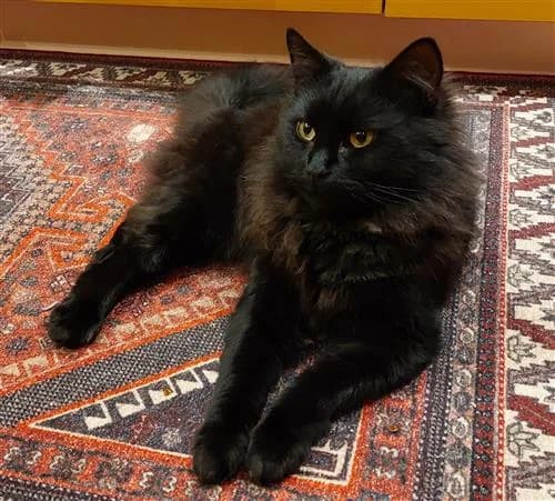 Enzo, male mixed breed for adoption at Ringmer