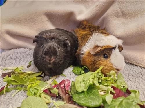 Luna & Harriet, female Abyssinian for adoption at Raystede Centre, Ringmer