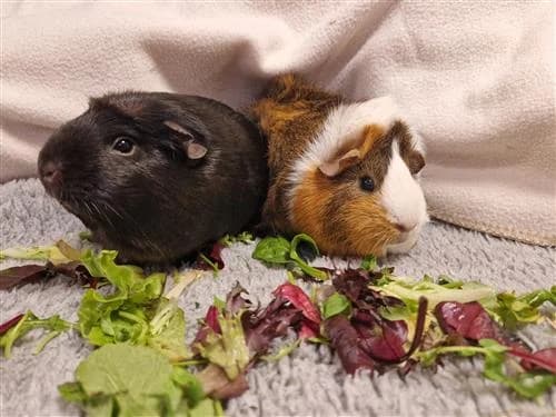 Luna & Harriet, black female Abyssinian for adoption at Raystede Centre, Ringmer — photo 2 of 2