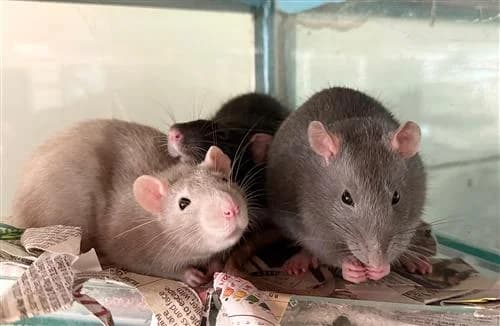 Mexican Mischief, Black (Burrito); other colors unspecified female mixed breed for adoption at Raystede Centre, Ringmer