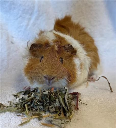 Tauriel, female Abyssinian for adoption at Raystede Centre, Ringmer