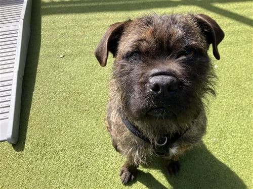 Barney, male mixed breed for adoption at Ringmer