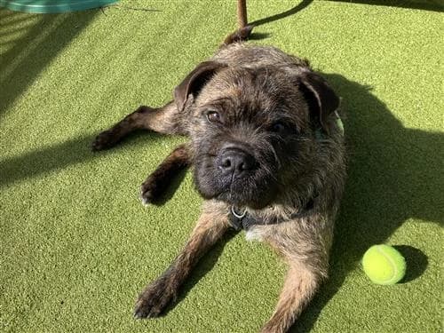 Barney, male mixed breed for adoption at Raystede Centre, Ringmer photo 2