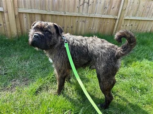 Barney, male mixed breed for adoption at Raystede Centre, Ringmer photo 3