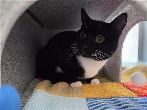 Sesame, female mixed breed for adoption at Ringmer