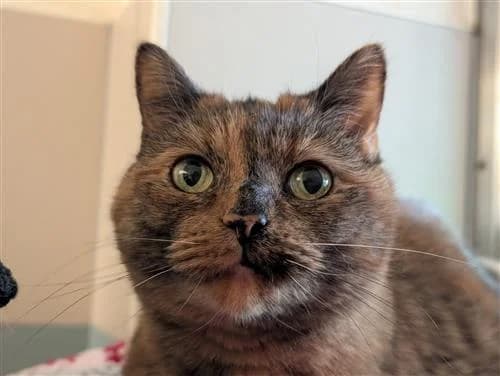 Doris, female mixed breed for adoption at Ringmer