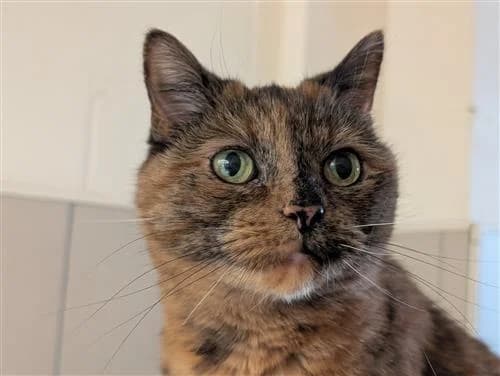 Doris, brown tabby female mixed breed for adoption at Raystede Centre, Ringmer — photo 2 of 4