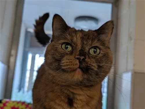 Doris, brown tabby female mixed breed for adoption at Raystede Centre, Ringmer — photo 3 of 4