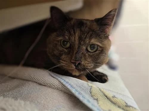 Doris, brown tabby female mixed breed for adoption at Raystede Centre, Ringmer — photo 4 of 4