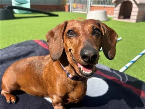 Buddy, female mixed breed for adoption at Ringmer