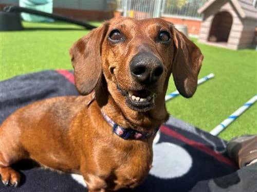 Buddy, female mixed breed for adoption at Raystede Centre, Ringmer photo 2