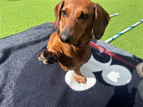 Buddy, female mixed breed for adoption at Raystede Centre, Ringmer photo 3