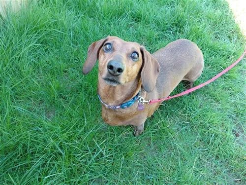 Buddy, female mixed breed for adoption at Raystede Centre, Ringmer photo 4