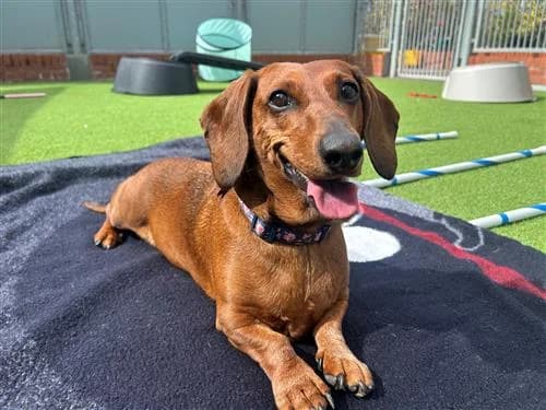 Buddy, female mixed breed for adoption at Raystede Centre, Ringmer photo 6