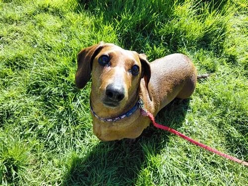 Buddy, female mixed breed for adoption at Raystede Centre, Ringmer photo 7