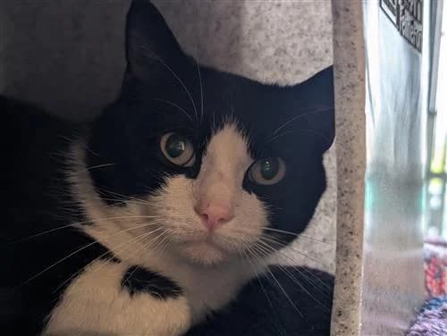 CJ, male mixed breed for adoption at Ringmer