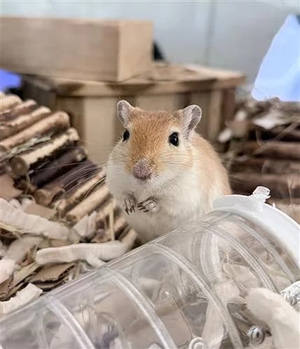 Biscuit, tan female mixed breed for adoption at Raystede Centre, Ringmer