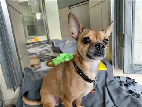 Obi, male Chihuahua for adoption at Ringmer