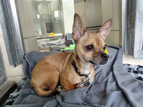 Obi, male Chihuahua for adoption at Raystede Centre, Ringmer photo 2