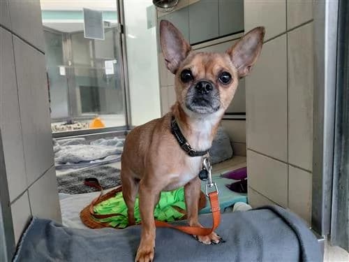 Obi, male Chihuahua for adoption at Raystede Centre, Ringmer photo 3