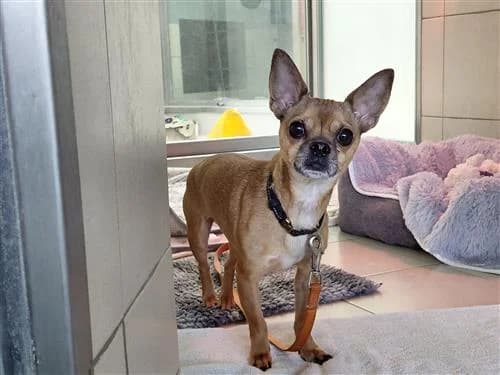 Obi, male Chihuahua for adoption at Raystede Centre, Ringmer photo 4