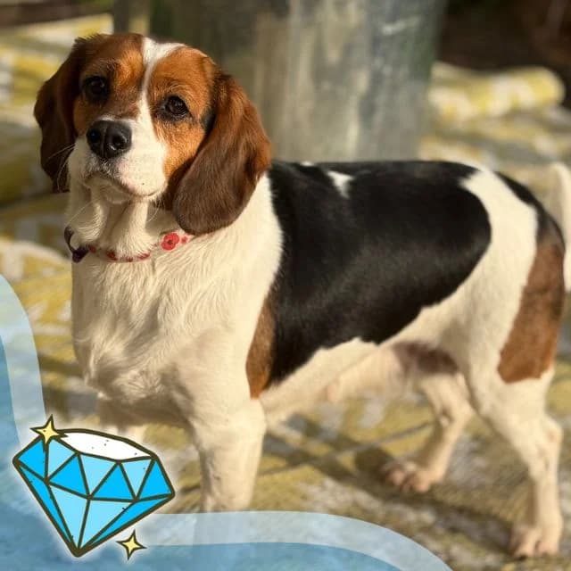 Topps, female 4yo Beagle for adoption at Many Tears Animal Rescue, Llanelli